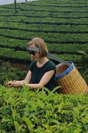 Plantation walk (1-2 hour), Munnar Tea Trail, breathing pure oxygen and peace of mind